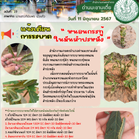 แจ้งเตือนการระบาดหนอนกระทู้ในแปลงมันสำปะหลัง