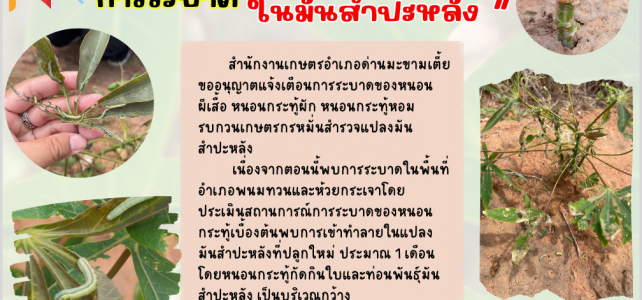 แจ้งเตือนการระบาดหนอนกระทู้ในแปลงมันสำปะหลัง