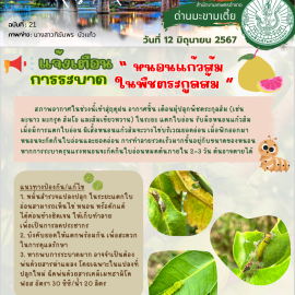 แจ้งเตือนภัยการระบาด…หนอนแก้วส้ม ในพืชตระกูลส้ม