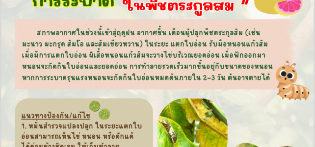 แจ้งเตือนภัยการระบาด…หนอนแก้วส้ม ในพืชตระกูลส้ม