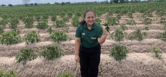 ติดตามสถานการณ์การระบาดของหนอนกระทู้ในมันสำปะหลัง