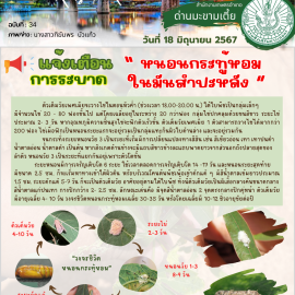 แจ้งเตือนการระบาดหนอนกระทู้หอมในแปลงมันสำปะหลัง