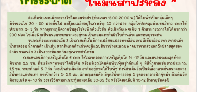 แจ้งเตือนการระบาดหนอนกระทู้หอมในแปลงมันสำปะหลัง