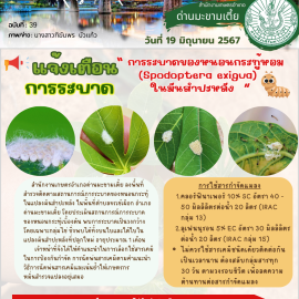 แจ้งเตือนการระบาดหนอนกระทู้หอมในแปลงมันสำปะหลัง