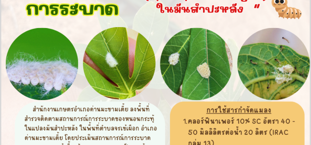 แจ้งเตือนการระบาดหนอนกระทู้หอมในแปลงมันสำปะหลัง