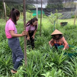 ติดตาม เยี่ยมเยียนเกษตรกรผู้ปลูกใบเตย และติดตามสถานการณ์ การระบาดของศัตรูพืชและโรคพืช