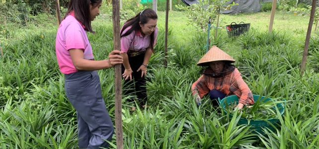 ติดตาม เยี่ยมเยียนเกษตรกรผู้ปลูกใบเตย และติดตามสถานการณ์ การระบาดของศัตรูพืชและโรคพืช