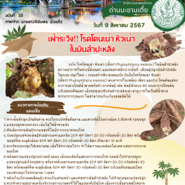 **เตือนภัย เฝ้าระวัง** โรคโคนเน่า หัวเน่า ในมันสำปะหลัง
