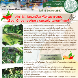 เตือนภัยเฝ้าระวัง โรคเน่าเปียก หรือโรคราขนแมว