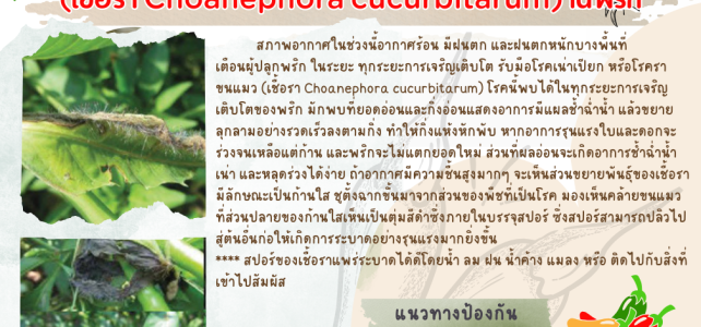 เตือนภัยเฝ้าระวัง โรคเน่าเปียก หรือโรคราขนแมว