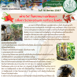 เตือนภัยเฝ้าระวัง โรครากเน่า และโคนเน่า