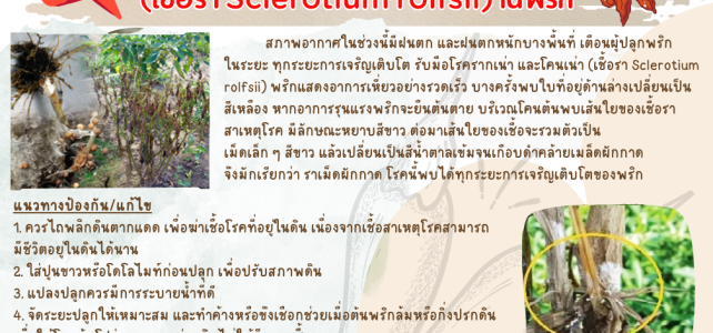 เตือนภัยเฝ้าระวัง โรครากเน่า และโคนเน่า