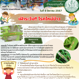**เตือนภัย เฝ้าระวัง**  โรคไหม้ข้าว