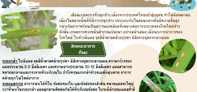 **เตือนภัย เฝ้าระวัง**  โรคไหม้ข้าว