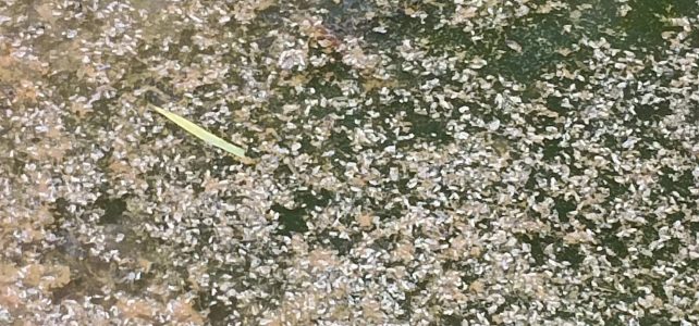 เกษตรอำเภอด่านมะขามเตี้ย…ติดตามและสำรวจการระบาดเพลี้ยกระโดดหลังขาวในนาข้าว เกษตรอำเภอด่านมะขามเตี้ย…ติดตามและสำรวจการระบาดเพลี้ยกระโดดหลังขาวในนาข้าว