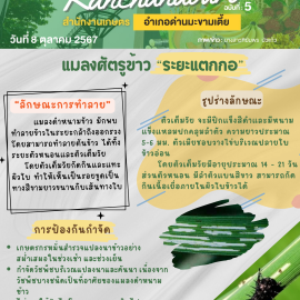 **เตือนภัย เฝ้าระวัง**