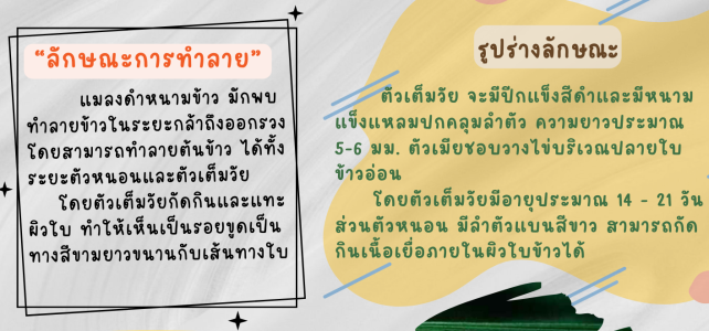 **เตือนภัย เฝ้าระวัง**