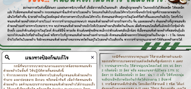 **เตือนภัย เฝ้าระวัง** หนอนหัวดำมะพร้าว ในมะพร้าว