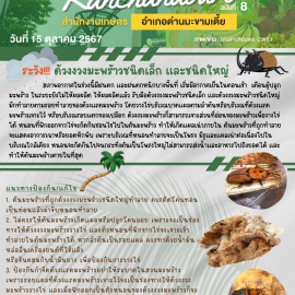 **เตือนภัย เฝ้าระวัง** ด้วงงวงมะพร้าวชนิดเล็กและชนิดใหญ่