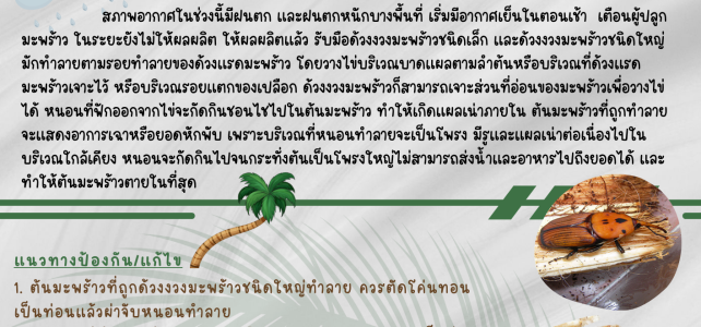 **เตือนภัย เฝ้าระวัง** ด้วงงวงมะพร้าวชนิดเล็กและชนิดใหญ่