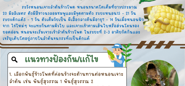 **เตือนภัย เฝ้าระวัง** **เตือนภัย เฝ้าระวัง**