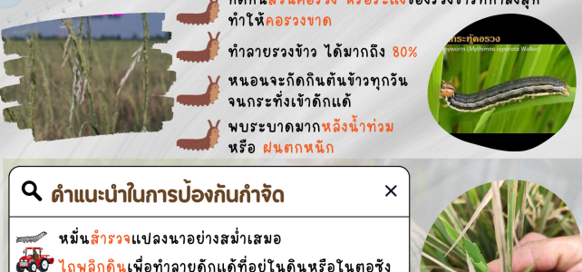 ***เตือนชาวนาระวัง***