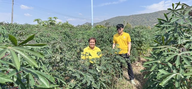 เกษตรด่านมะขามเตี้ย…ลงพื้นที่สำรวจใบด่างมันสำปะหลัง เกษตรด่านมะขามเตี้ย…ลงพื้นที่สำรวจใบด่างมันสำปะหลัง