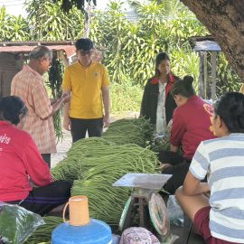 เกษตรด่านมะขามเตี้ย…เยี่ยมเยียนเกษตรกรผู้ปลูกผัก ณ หมู่ 10 ตำบลด่านมะขามเตี้ย