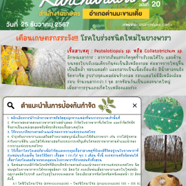 เกษตรด่านมะขามเตี้ย…เตือนเกษตรกรระวัง โรคใบร่วงชนิดใหม่ยางพารา