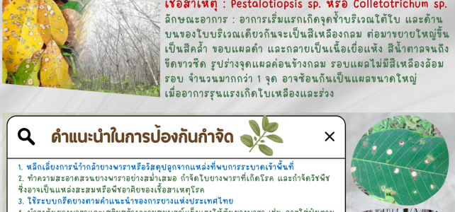 เกษตรด่านมะขามเตี้ย…เตือนเกษตรกรระวัง โรคใบร่วงชนิดใหม่ยางพารา