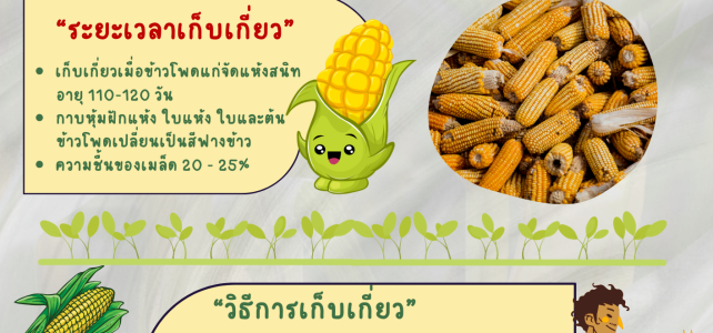 เกษตรอำเภอด่านมะขามเตี้ย…การเก็บเกี่ยวข้าวโพดเลี้ยงสัตว์ให้มีคุณภาพ