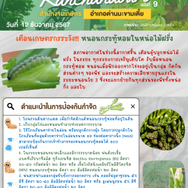 ***เตือนเกษตรกรระวัง*** หนองกระทู้หอมในหน่อไม้ฝรั่ง