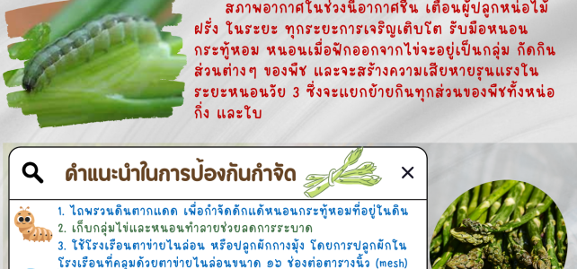 ***เตือนเกษตรกรระวัง*** หนองกระทู้หอมในหน่อไม้ฝรั่ง
