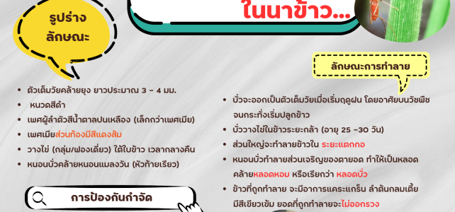 เตือนเกษตรกรระวัง เตือนเกษตรกรระวัง