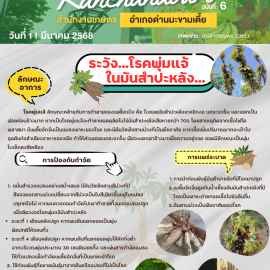 ***เตือนเกษตรกรระวัง*** ระวัง.…โรคพุ่มแจ้ ในมันสำปะหลัง