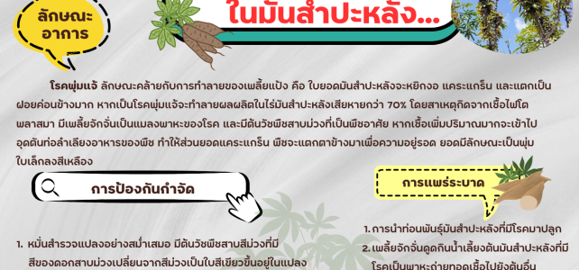 ***เตือนเกษตรกรระวัง*** ระวัง.…โรคพุ่มแจ้ ในมันสำปะหลัง