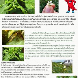 #เกษตรด่านมะขามเตี้ย…ระวัง เพลี้ยไฟพริก ในพริก