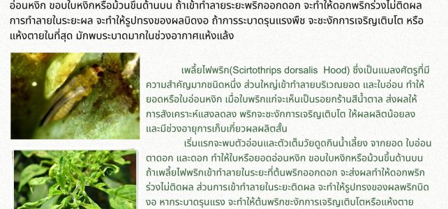 #เกษตรด่านมะขามเตี้ย…ระวัง เพลี้ยไฟพริก ในพริก