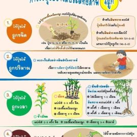 #เกษตรด่านมะขามเตี้ย…การใช้ปุ๋ยอย๋างมีประสิทธิภาพ 4 ถูก