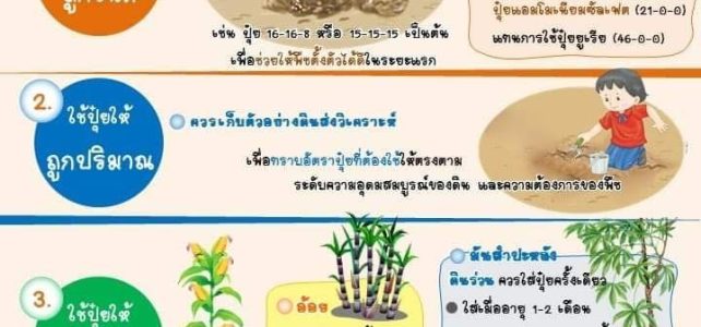 #เกษตรด่านมะขามเตี้ย…การใช้ปุ๋ยอย๋างมีประสิทธิภาพ 4 ถูก