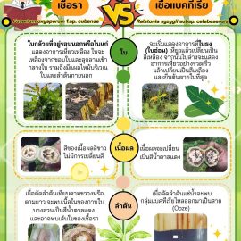 #เกษตรด่านมะขามเตี้ย…เตือนภัย ความแตกต่างระหว่างโรคเหี่ยวกล้วย ที่มีสาเหตุมาจากเชื้อราและเชื้อแบคทีเรีย