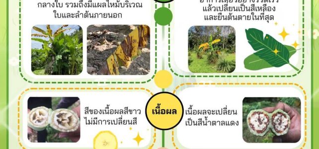 #เกษตรด่านมะขามเตี้ย…เตือนภัย ความแตกต่างระหว่างโรคเหี่ยวกล้วย ที่มีสาเหตุมาจากเชื้อราและเชื้อแบคทีเรีย