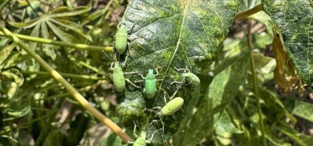 #เกษตรด่านมะขามเตี้ย…เตือนภัย ระวังด้วง Platytrachelus sp.บุกมันสำปะหลัง