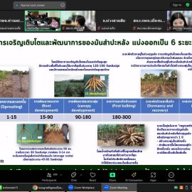 #เกษตรด่านมะขามเตี้ย…ร่วมการอบรมวิทยากรหลัก (Core team) สำหรับการตรวจประเมินแปลงพันธุ์มันสำปะหลังสะอาด ภายใต้มาตรการจัดการโรคใบด่างมันสำปะหลัง ผ่านระบบ Zoom Meeting ณ สำนักงานเกษตรอำเภอด่านมะขามเตี้ย จังหวัดกาญจนบุรี