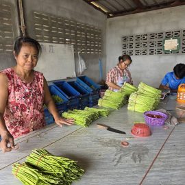 #เกษตรด่านมะขามเตี้ย…เยี่ยมเยียนเกษตรกรผู้ปลูกหน่อไม้ฝรั่ง ณ หมู่ 4 ตำบลด่านมะขามเตี้ย อำเภอด่านมะขามเตี้ย จังหวัดกาญจนบุรี