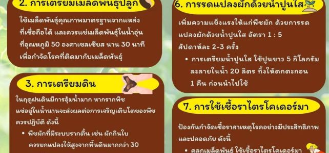 #เกษตรด่านมะขามเตี้ย.….องค์ความรู้เรื่องการดูแลพืชผักในช่วงฤดูฝน
