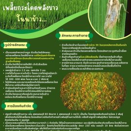 #เกษตรด่านมะขามเตี้ย…” แจ้งเตือนเกษตรกรเฝ้าระวังเพลี้ยกระโดดหลังขาว ในนาข้าว ”