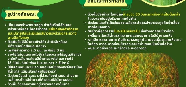 #เกษตรด่านมะขามเตี้ย…” แจ้งเตือนเกษตรกรเฝ้าระวังเพลี้ยกระโดดหลังขาว ในนาข้าว ”