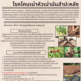 #เกษตรด่านมะขามเตี้ย.….แจ้งเตือนการระบาด ระวัง โรคโคนเน่า หัวเน่า (เชื้อรา Phytophthora melonis) ในมันสำปะหลัง