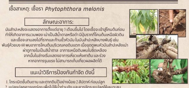 #เกษตรด่านมะขามเตี้ย.….แจ้งเตือนการระบาด ระวัง โรคโคนเน่า หัวเน่า (เชื้อรา Phytophthora melonis) ในมันสำปะหลัง #เกษตรด่านมะขามเตี้ย.….แจ้งเตือนการระบาด ระวัง โรคโคนเน่า หัวเน่า (เชื้อรา Phytophthora melonis) ในมันสำปะหลัง